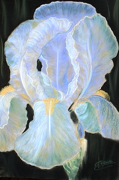 024 Iris Bleu.jpg - Iris  (50x65 cm)   &nbsp;Vendu&nbsp; 